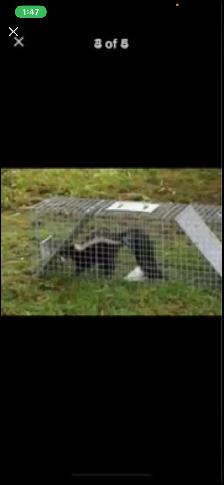 Skunk, trapping in HUMANE live cages - Photo 3