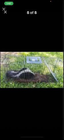 Skunk, trapping in HUMANE live cages - Photo 4