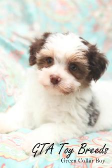 Yorkies Biewer Puppies