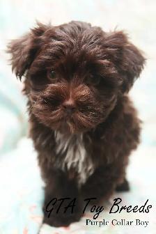 Yorkies Biewer Puppies - Photo 2