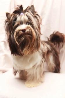 Yorkies Biewer Puppies - Photo 4