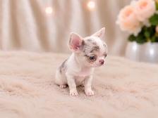 ❤️MICRO EUROPEAN RARE MERLE LILAC GIRL❤️