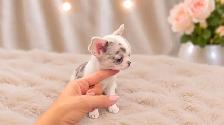 ❤️MICRO EUROPEAN RARE MERLE LILAC GIRL❤️ - Photo 2