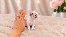 ❤️MICRO EUROPEAN RARE MERLE LILAC GIRL❤️ - Photo 3
