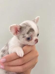 ❤️MICRO EUROPEAN RARE MERLE LILAC GIRL❤️ - Photo 4