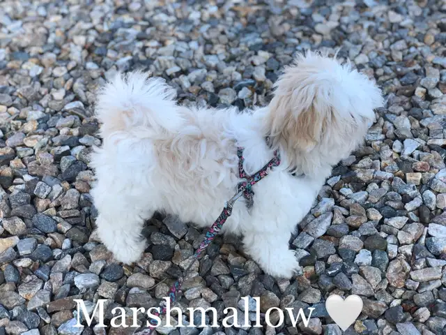 MALSHI PUPS!!