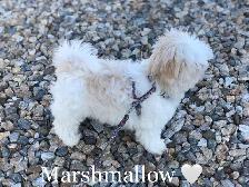 MALSHI PUPS!!