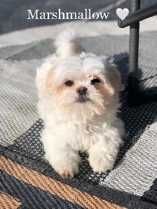 MALSHI PUPS!! - Photo 2