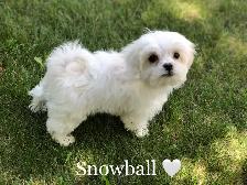 MALSHI PUPS!! - Photo 3