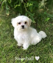 MALSHI PUPS!! - Photo 4