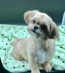 MALSHI PUPS!! - Photo 7
