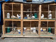 pigeons for sale