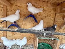 pigeons for sale - Photo 2