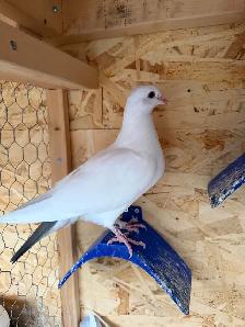 pigeons for sale - Photo 3