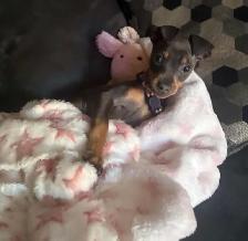 pinscher nain