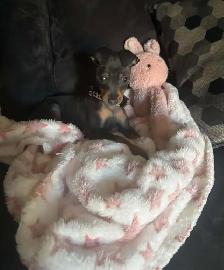 pinscher nain - Photo 2