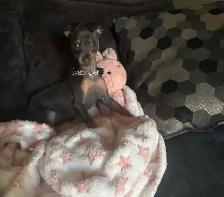 pinscher nain - Photo 3