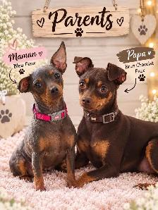 pinscher nain - Photo 4