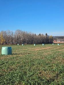Dairy Alfalfa wrapped bales