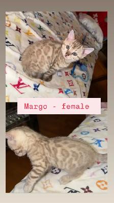 Gorgeous Snow Bengals Available! - Photo 2