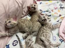 Gorgeous Snow Bengals Available! - Photo 4
