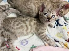 Gorgeous Snow Bengals Available! - Photo 5