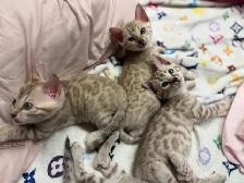 Gorgeous Snow Bengals Available! - Photo 6