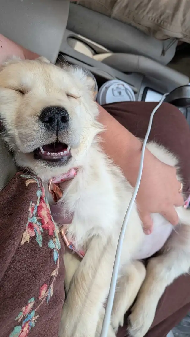 URGENT - Golden Retriever Puppy For Sale