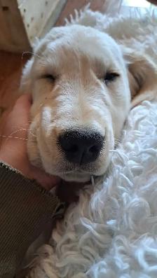 URGENT - Golden Retriever Puppy For Sale - Photo 2