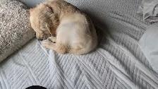 URGENT - Golden Retriever Puppy For Sale - Photo 3