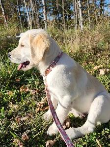 URGENT - Golden Retriever Puppy For Sale - Photo 4