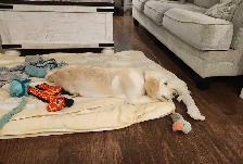 URGENT - Golden Retriever Puppy For Sale - Photo 5