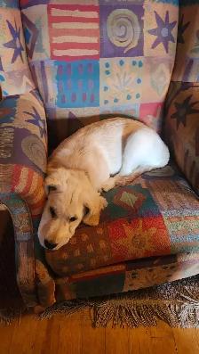URGENT - Golden Retriever Puppy For Sale - Photo 6