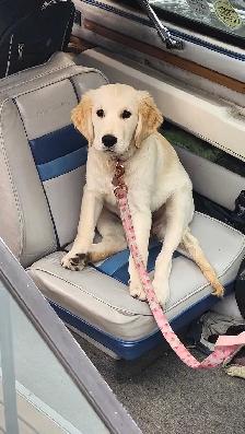 URGENT - Golden Retriever Puppy For Sale - Photo 7