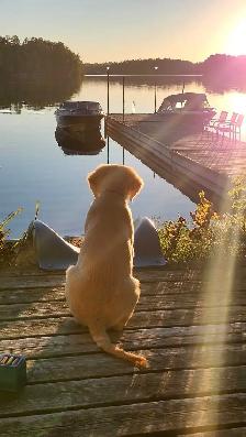 URGENT - Golden Retriever Puppy For Sale - Photo 8