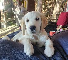 URGENT - Golden Retriever Puppy For Sale - Photo 9
