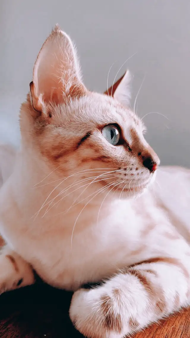 Femelle Bengal Snow Lynx
