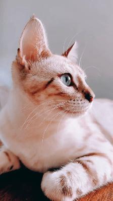 Femelle Bengal Snow Lynx