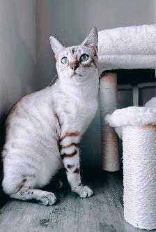 Femelle Bengal Snow Lynx - Photo 3