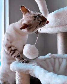 Femelle Bengal Snow Lynx - Photo 4