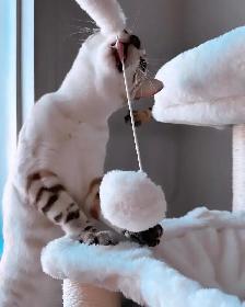 Femelle Bengal Snow Lynx - Photo 5