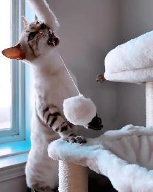 Femelle Bengal Snow Lynx - Photo 6
