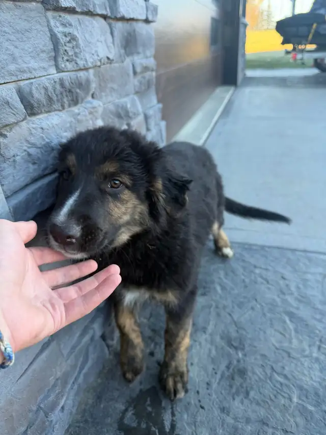 one more puppy needing a loving home 1000$