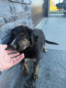 one more puppy needing a loving home 1000$