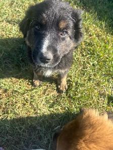 one more puppy needing a loving home 1000$ - Photo 2
