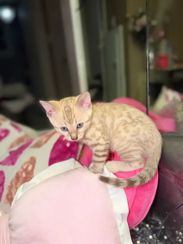 Gorgeous Snow Bengal Kittens Available!