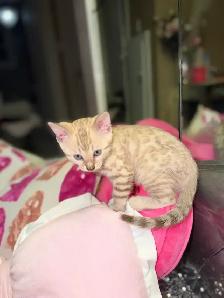 Gorgeous Snow Bengal Kittens Available!