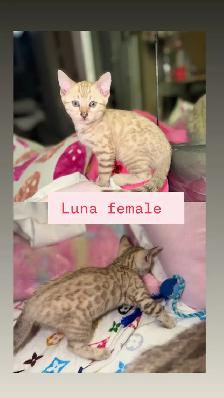Gorgeous Snow Bengal Kittens Available! - Photo 2