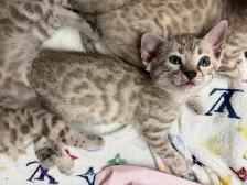 Gorgeous Snow Bengal Kittens Available! - Photo 4