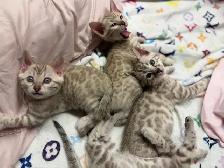 Gorgeous Snow Bengal Kittens Available! - Photo 6